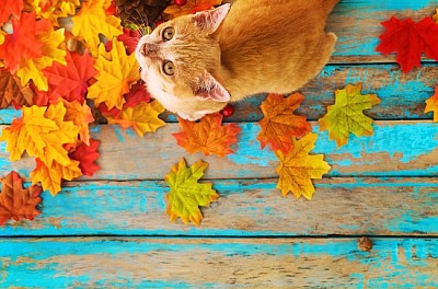 Il gattino arancione guarda in alto e si siede sulle foglie di acero