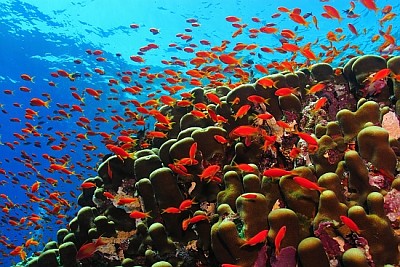 Korallenriff und Schule der roten Fische
