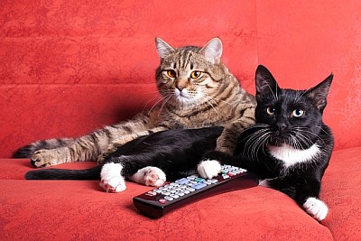 Zwei Katzen mit Fernbedienung, die fernsehen