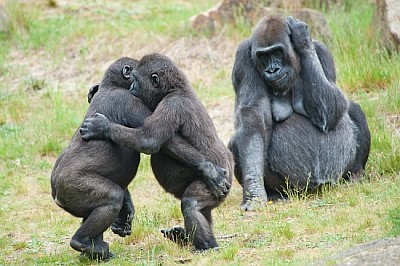 Dois jovens gorilas dançando enquanto a mãe está assistindo