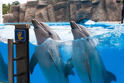 Dos delfines bailando bajo el agua.