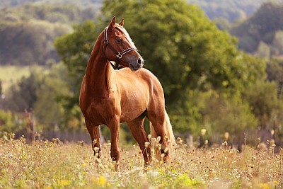 Walisisches Pony läuft und steht im hohen Gras
