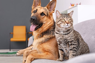 可愛的貓和狗一起在沙發上休息