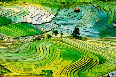 Terrassenförmig angelegtes Reisfeld in der Provinz Laocai, Vietnam