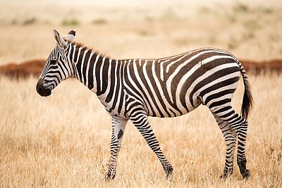 Zebra standing or walking throught the grassland  jigsaw puzzle