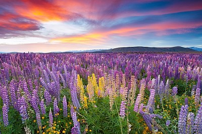 Sunset is in the flower field jigsaw puzzle