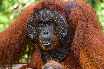 Portrait d'un orang-outan mâle