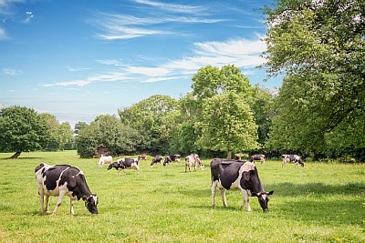 Vacas normandas pastando em campo verde gramado com árvores