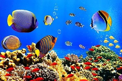 פאזל של דגים מלאי צבע מתחת למים