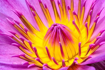 Nénuphar, pollen coloré de fleur rose