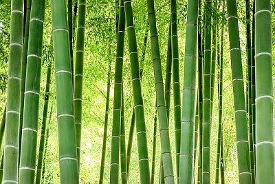 Foresta di bambù in Giappone