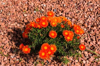 Floraison orange vif plante de glace nature backgroun