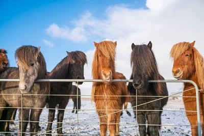 Cavalli islandesi nella neve
