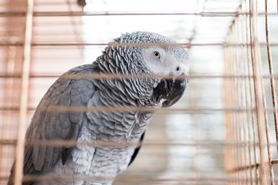 An African Grey cage Yaco jigsaw puzzle