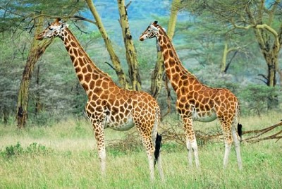 Girafes de race Masai dans le parc national du lac Nakuru
