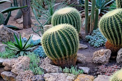 Cactus del deserto rotondo verde nel giardino succulento asciutto