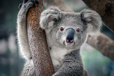 Um coala fofo