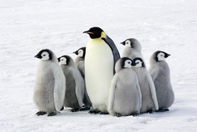 Pinguino imperatore con bambini, l'Antartico
