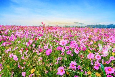Flor del cosmos contra el cielo azul, Chiang Rai Thailad