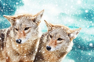 Par de coyotes contra el cielo azul de invierno