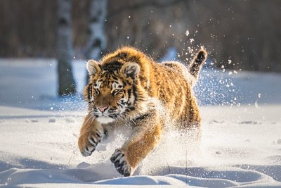 Tigre siberiano correndo na neve