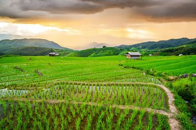 פאזל של שדות אורז במרפסת בצ'ינג מאי, תאילנד