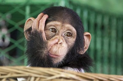 Cara de chimpancé