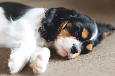 Filhote de cachorro fofo de cavalier spaniel dormindo em um sofá