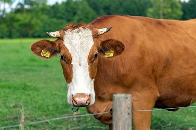 Vaca marrón y blanca en el campo verde de verano