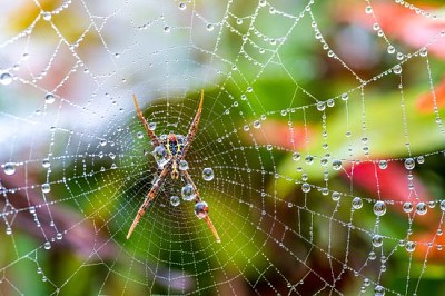 蜘蛛網與一些水滴