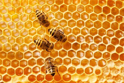 Abelhas no favo de mel