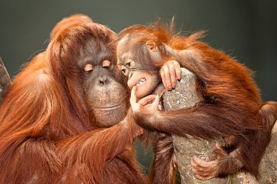 Mère et bébé orangs-outans