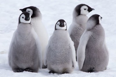 Cinco filhotes de pinguim imperador