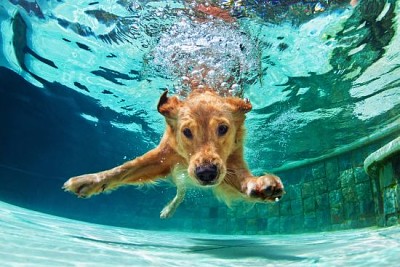 在游泳池裡的金色拉布拉多犬小狗