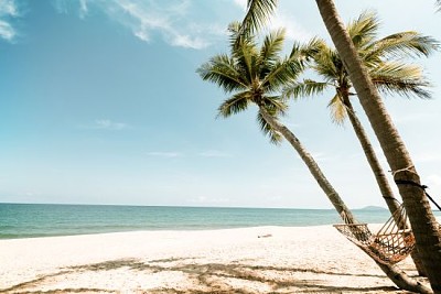 פאזל של עץ דקל קוקוס על חוף טרופי בקיץ