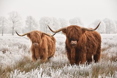 Hairy Scottish highlanders, national park in Drent