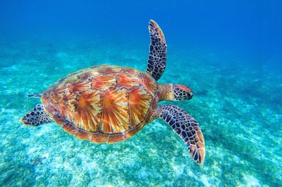 La tartaruga di mare nuota nell'acqua di mare