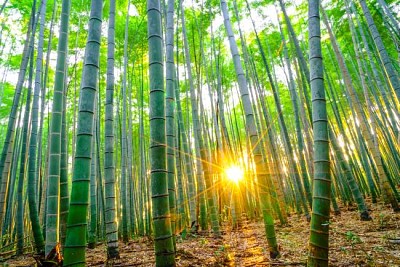 Foresta di bambù con sole al mattino