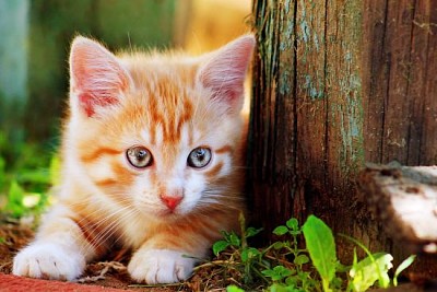 Mignon petit chaton rouge jouant en plein air