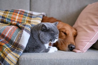 Golden Retriever dorme con il gatto