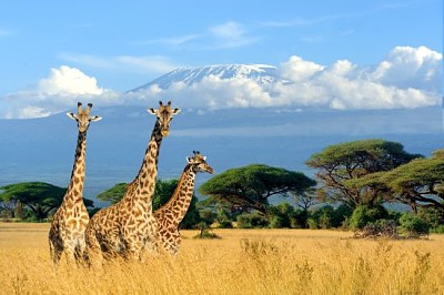Tres jirafas en el parque nacional de Kenia, África