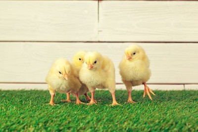 Little Chicks on the grass jigsaw puzzle