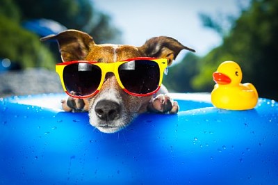 Hund auf blauer Luftmatratze im erfrischenden Wasser