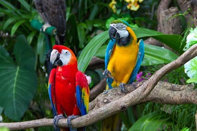 Colorful macaws in the forest jigsaw puzzle
