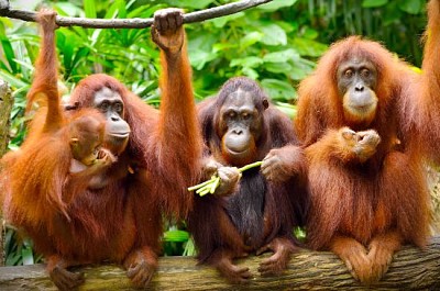 Gros plan des orangs-outans