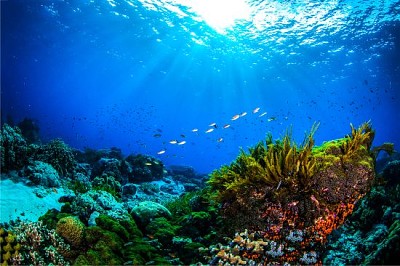 Underwater world coral reef