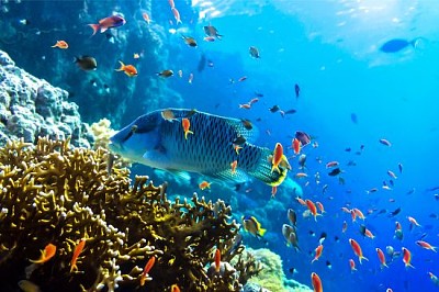 Unterwasserkorallenfischansicht