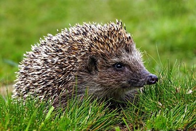 Native European adult little Hedgehog in green gra jigsaw puzzle