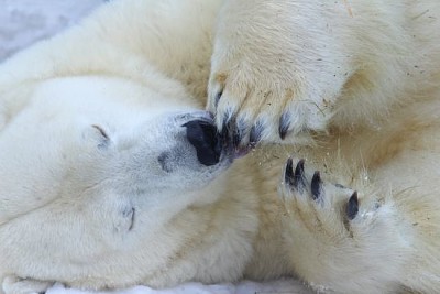 Urso polar sonolento engraçado perto