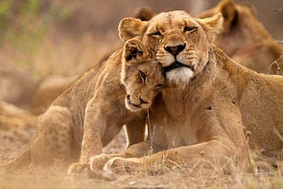 Leoa e filhote no Kruger NP, África do Sul